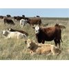 Image 9 : Lazy T Ranch - 1050# January Yearling Heifers - 500 Head (Indian Head, SK) VBP+