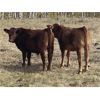 Image 3 : Munro Ranching - 650# Steer Calves - 85 Head (Cochrane, AB)