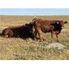 Image 4 : Munro Ranching - 650# Steer Calves - 85 Head (Cochrane, AB)