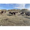 Image 5 : Munro Ranching - 650# Steer Calves - 85 Head (Cochrane, AB)