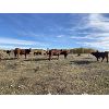 Image 6 : Munro Ranching - 650# Steer Calves - 85 Head (Cochrane, AB)