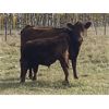 Image 7 : Munro Ranching - 650# Steer Calves - 85 Head (Cochrane, AB)