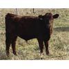 Image 2 : Munro Ranching - 540# Steer Calves - 100 Head (Cochrane, AB)
