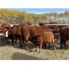 Image 5 : Munro Ranching - 540# Steer Calves - 100 Head (Cochrane, AB)