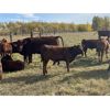 Image 6 : Munro Ranching - 540# Steer Calves - 100 Head (Cochrane, AB)