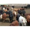 Image 2 : B&B Feeders - 820# Yearling Heifers - 140 Head (Coaldale, AB)