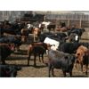 Image 3 : B&B Feeders - 820# Yearling Heifers - 140 Head (Coaldale, AB)