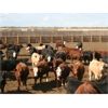 Image 4 : B&B Feeders - 820# Yearling Heifers - 140 Head (Coaldale, AB)