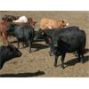 Image 5 : B&B Feeders - 820# Yearling Heifers - 140 Head (Coaldale, AB)