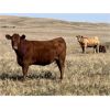 Image 3 : Crisp Ranches - 900# October Grass Heifers - 88 Head (Monitor, AB)