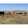 Image 4 : Crisp Ranches - 900# October Grass Heifers - 88 Head (Monitor, AB)