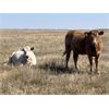 Image 5 : Crisp Ranches - 900# October Grass Heifers - 88 Head (Monitor, AB)