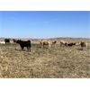 Image 6 : Crisp Ranches - 900# October Grass Heifers - 88 Head (Monitor, AB)