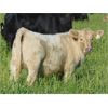 Image 2 : Copperfield Farming - 560# Steer Calves - 95 Head (Vauxhall, AB)
