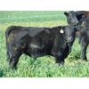 Image 3 : Copperfield Farming - 560# Steer Calves - 95 Head (Vauxhall, AB)