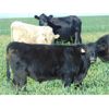 Image 4 : Copperfield Farming - 560# Steer Calves - 95 Head (Vauxhall, AB)