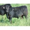 Image 5 : Copperfield Farming - 560# Steer Calves - 95 Head (Vauxhall, AB)