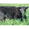 Image 7 : Copperfield Farming - 560# Steer Calves - 95 Head (Vauxhall, AB)