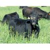 Image 8 : Copperfield Farming - 560# Steer Calves - 95 Head (Vauxhall, AB)