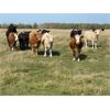 Image 2 : Jonsson Farms - 950# October Grass Heifers - 200 Head (Steep Rock, MB)