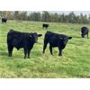 Image 2 : Dalrymple Enterprises - 575# Steer Calves - 100 Head (Zhoda, MB)