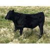 Image 3 : Dalrymple Enterprises - 575# Steer Calves - 100 Head (Zhoda, MB)