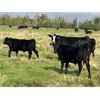 Image 4 : Dalrymple Enterprises - 575# Steer Calves - 100 Head (Zhoda, MB)
