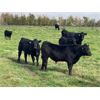 Image 5 : Dalrymple Enterprises - 575# Steer Calves - 100 Head (Zhoda, MB)