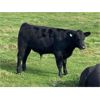 Image 6 : Dalrymple Enterprises - 575# Steer Calves - 100 Head (Zhoda, MB)