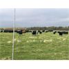 Image 7 : Dalrymple Enterprises - 575# Steer Calves - 100 Head (Zhoda, MB)