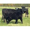 Image 8 : Dalrymple Enterprises - 575# Steer Calves - 100 Head (Zhoda, MB)