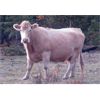 Image 2 : Ootsa Lake Cattle Co. - 1250# Cows - 50 Head (Vanderhoof, BC)
