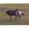 Image 7 : Ootsa Lake Cattle Co. - 1250# Cows - 50 Head (Vanderhoof, BC)