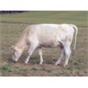 Image 8 : Ootsa Lake Cattle Co. - 1250# Cows - 50 Head (Vanderhoof, BC)