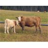 Image 9 : Ootsa Lake Cattle Co. - 1250# Cows - 50 Head (Vanderhoof, BC)