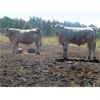 Image 3 : Ootsa Lake Cattle Co. - 930# October Grass Steers - 50 Head (Vanderhoof, BC)