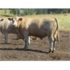 Image 4 : Ootsa Lake Cattle Co. - 930# October Grass Steers - 50 Head (Vanderhoof, BC)