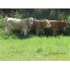 Image 2 : Ootsa Lake Cattle Co. - 830# October Grass Heifers - 20 Head (Vanderhoof, BC)