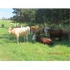Image 3 : Ootsa Lake Cattle Co. - 830# October Grass Heifers - 20 Head (Vanderhoof, BC)