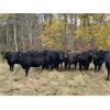 Image 2 : Carlyle Cattle Company - 950# October Grass Heifers - 35 Head (Blackfalds, AB)