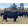 Image 4 : Carlyle Cattle Company - 950# October Grass Heifers - 35 Head (Blackfalds, AB)