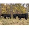 Image 5 : Carlyle Cattle Company - 950# October Grass Heifers - 35 Head (Blackfalds, AB)