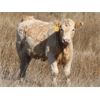 Image 2 : Devin & Christine Pinkney - 560# Heifer Calves - 70 Head (Herbert, SK)