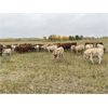 Image 2 : Reilly Lake Ranching - 890# Weaned Steer Calves - 140 Head (Lloydminster, AB)