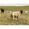Image 3 : Reilly Lake Ranching - 890# Weaned Steer Calves - 140 Head (Lloydminster, AB)