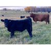 Image 2 : Blue Ridge Farms - 575# Steer Calves - 200 Head (Blue Ridge, AB) VBP+