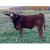 Image 3 : Blue Ridge Farms - 575# Steer Calves - 200 Head (Blue Ridge, AB) VBP+