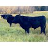 Image 4 : Blue Ridge Farms - 575# Steer Calves - 200 Head (Blue Ridge, AB) VBP+