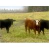 Image 5 : Blue Ridge Farms - 575# Steer Calves - 200 Head (Blue Ridge, AB) VBP+