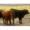 Image 6 : Blue Ridge Farms - 575# Steer Calves - 200 Head (Blue Ridge, AB) VBP+